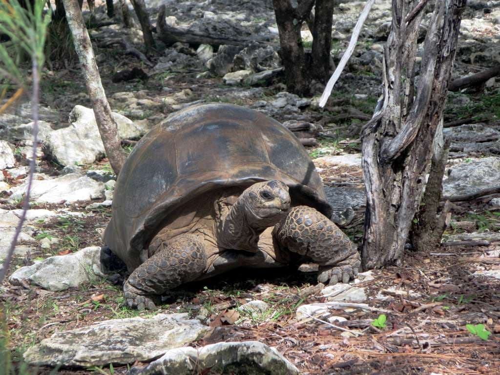 An Aldabra giant tortoise with a domed brown shell walks among white coral rock and low trees on Aldabra Atoll, Seychelles, 27 December 2016. Photo: David Stanley, via Flickr and Wikimedia Commons (CC BY 2.0). Source page: https://commons.wikimedia.org/wiki/File:Giant_Tortoise_(32862290160).jpg