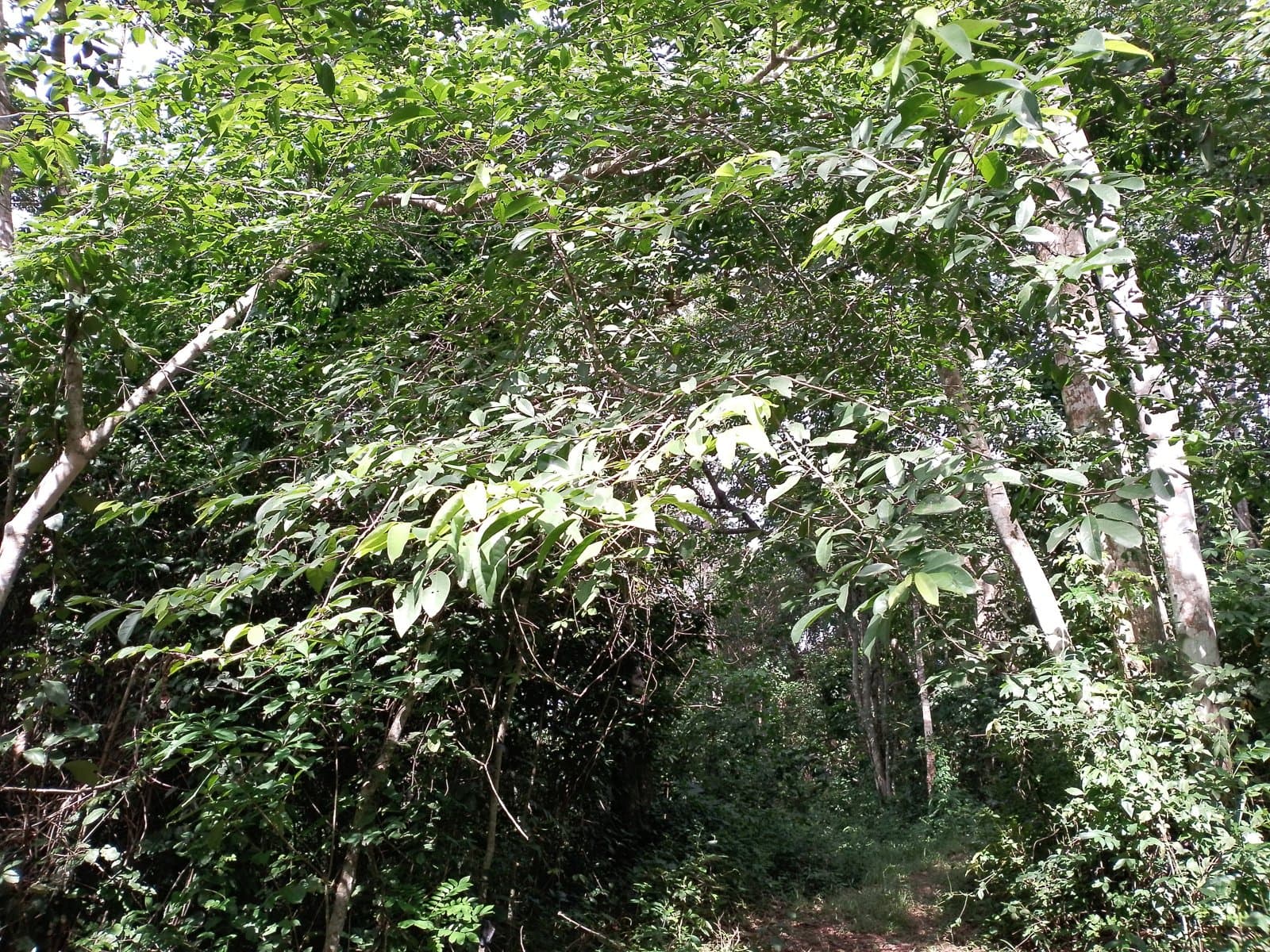 Dense leafy forest vegetation in the Atewa Range Forest in Ghana, the only known habitat of Afia Birago's puddle frog, photographed 8 June 2023. Photo: Popezmens, via Wikimedia Commons (CC BY-SA 4.0). Source page: https://commons.wikimedia.org/wiki/File:ATEWA_RANGE_FOREST_(national_biodiversity_park).jpg