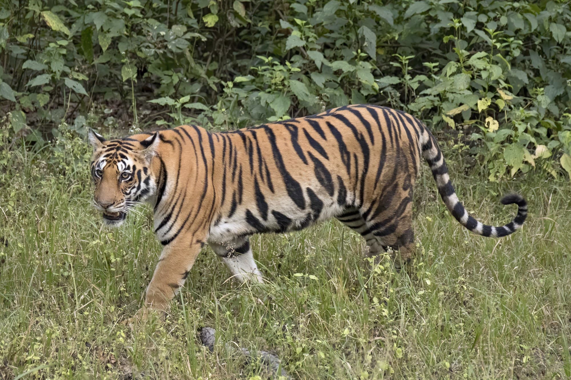 A Bengal tigress (Panthera tigris tigris) in Kanha National Park, India; not the tigress released at Buxa. Photo: Charles J. Sharp, via Wikimedia Commons (CC BY-SA 4.0). Source page: https://commons.wikimedia.org/wiki/File:Bengal_tiger_(Panthera_tigris_tigris)_female_3_crop.jpg