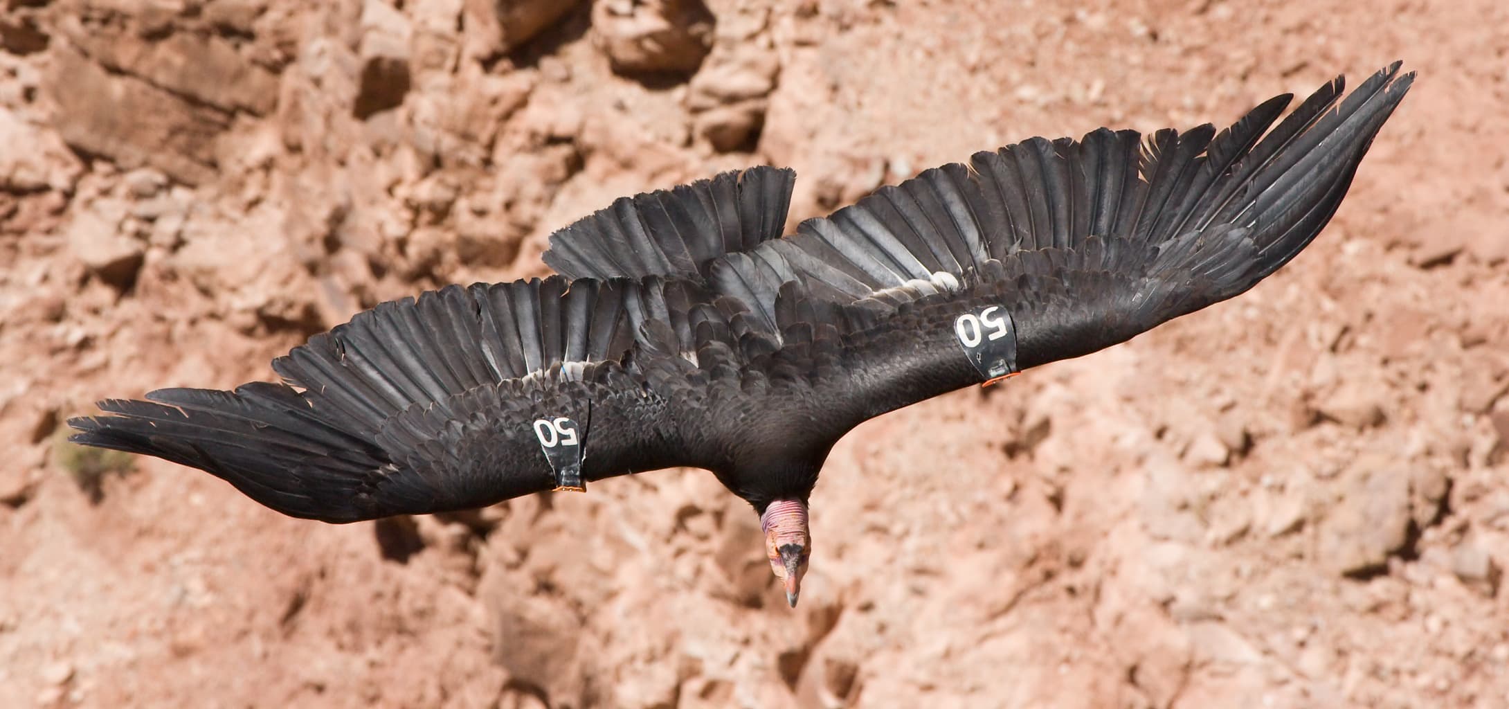 A California condor in flight, photographed from Navajo Bridge at Marble Canyon near the Vermilion Cliffs region of northern Arizona. Photo: Christian Mehlführer (User:Chmehl), via Wikimedia Commons (CC BY-SA 3.0). Source page: https://commons.wikimedia.org/wiki/File:Californian_Condor_50_MC.jpg