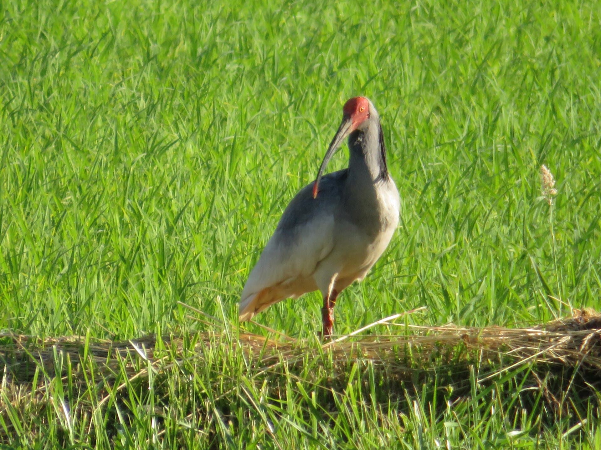 A crested ibis with a red face and long curved black bill stands in a green field in Japan, photographed 7 June 2020. Photo: belvedere04, via iNaturalist and Wikimedia Commons (CC BY 4.0). Source page: https://commons.wikimedia.org/wiki/File:Nipponia_nippon_77371852.jpg