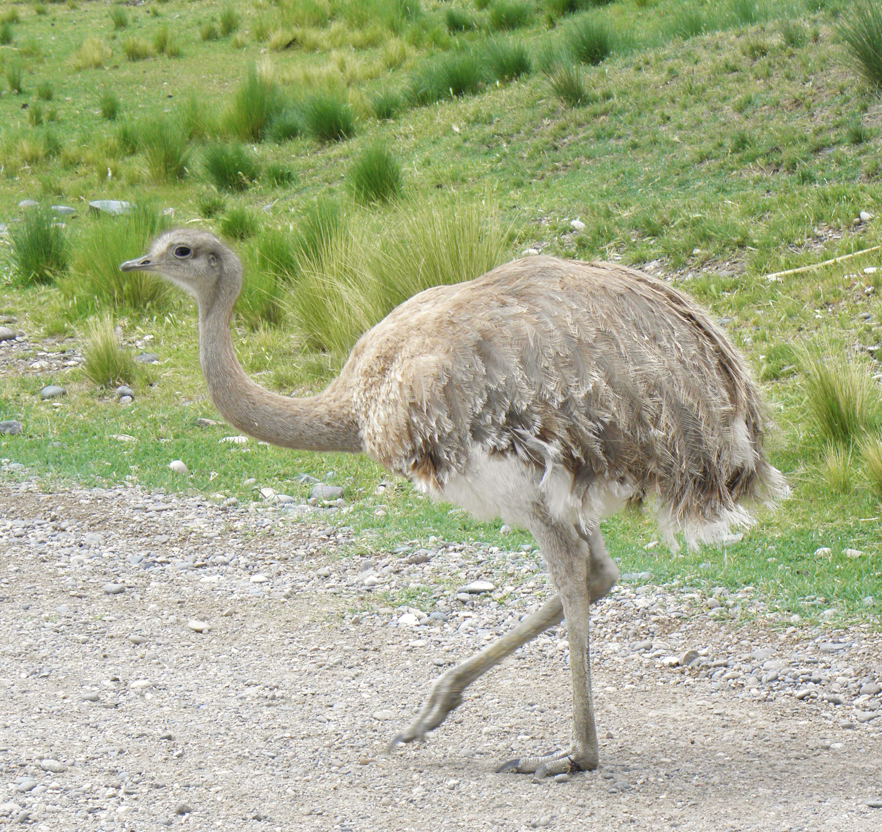 A Patagonian Darwin's rhea, or choique (Rhea pennata pennata), photographed for species identification; not one of the birds released in Patagonia National Park in 2026. Photo: CHUCAO, via Wikimedia Commons (CC BY-SA 3.0). Source page: https://commons.wikimedia.org/wiki/File:Rhea_pennata_pennata_(6).JPG