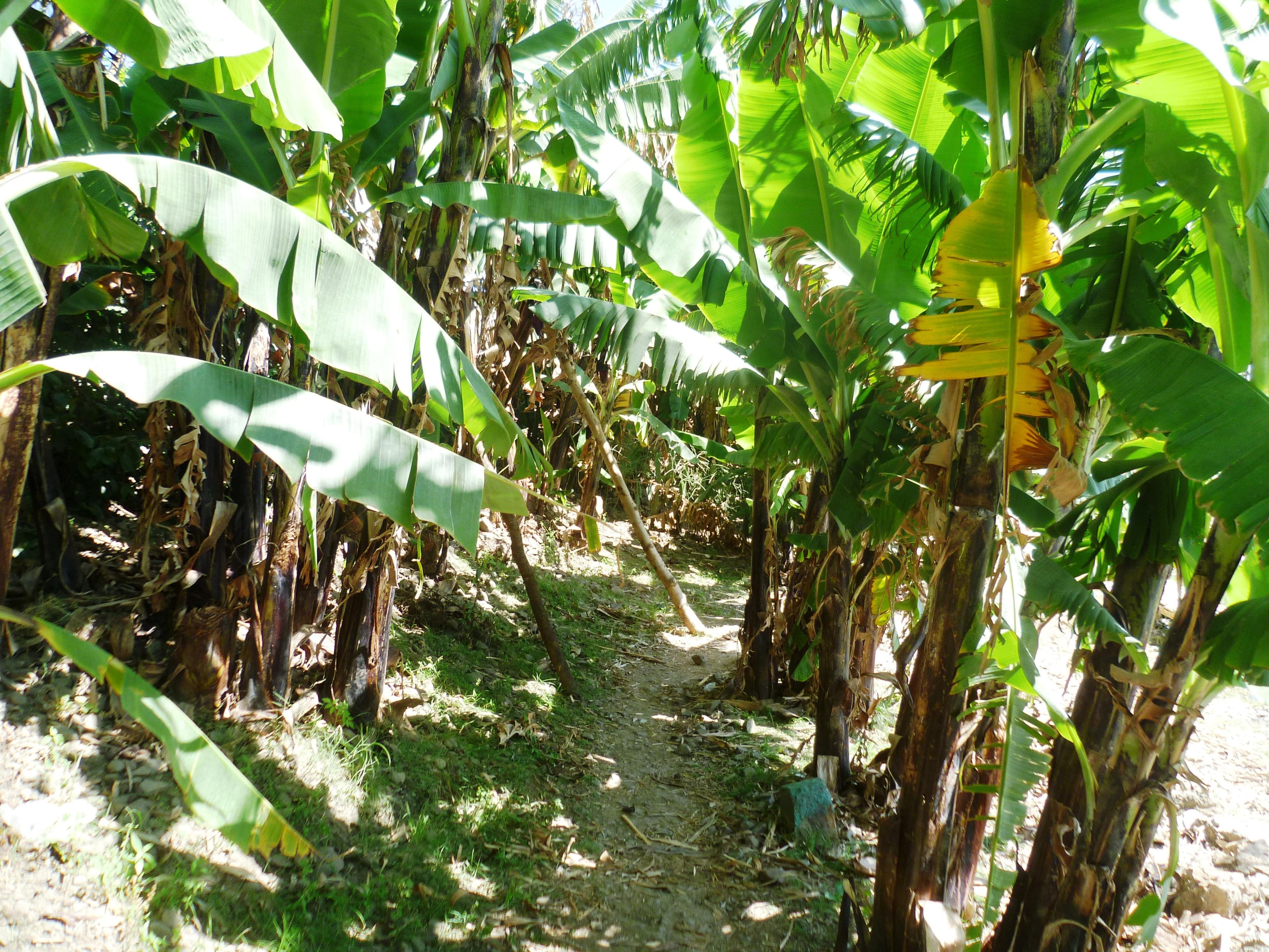 Banana trees in Amhara Region, Ethiopia, illustrating species Halima Kedir and neighbors have planted in Berbere district. Photo: Radosław Botev, via Wikimedia Commons (CC BY 3.0 PL). Species landscape photograph, not of Kedir's plot. Source page: https://commons.wikimedia.org/wiki/File:Banana_trees_Ethiopia_(1).jpg