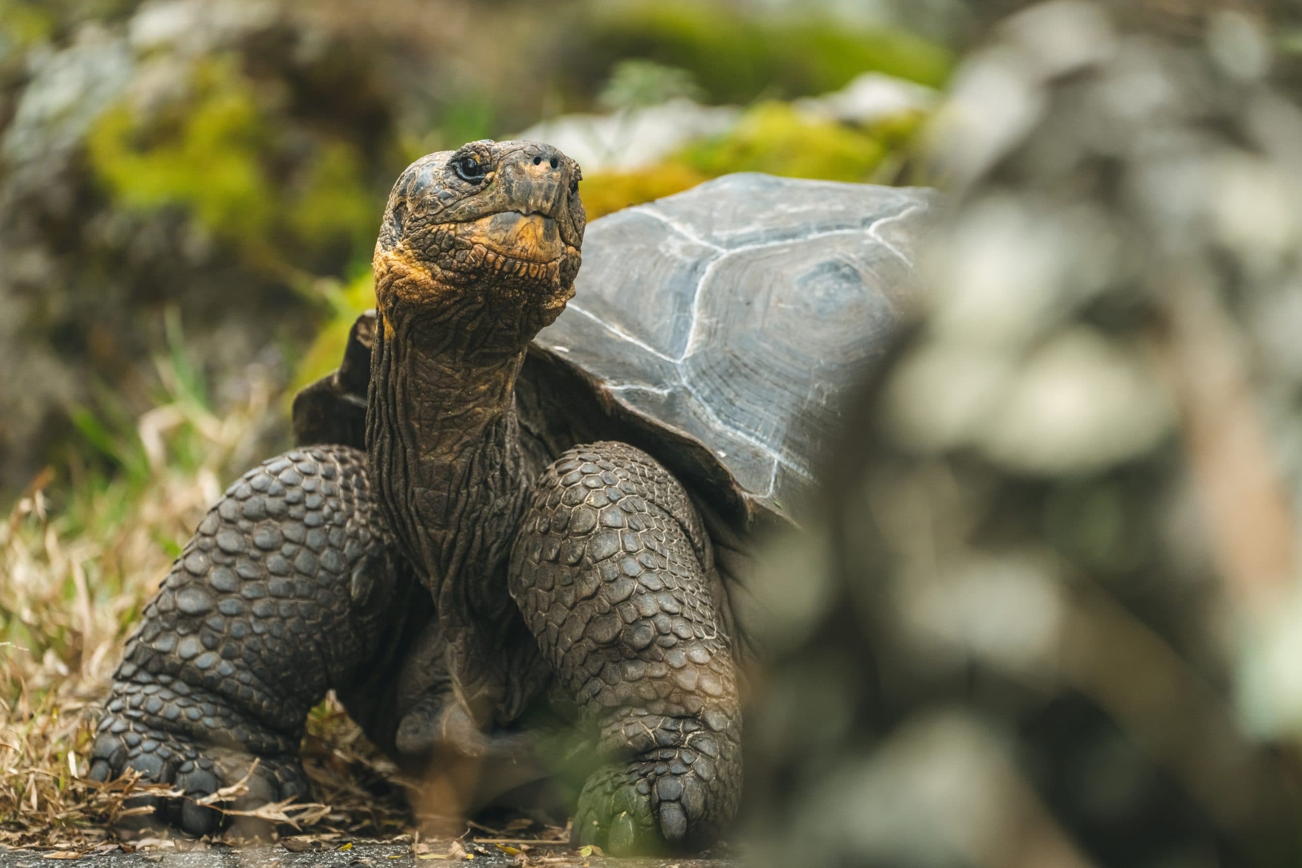 Adult Floreana-lineage giant tortoise. Published by Galápagos Conservancy with the 20 February 2026 Floreana return essay. Photographer not named on the page. Source page: https://www.galapagos.org/newsroom/gibbs-on-floreana-tortoise/