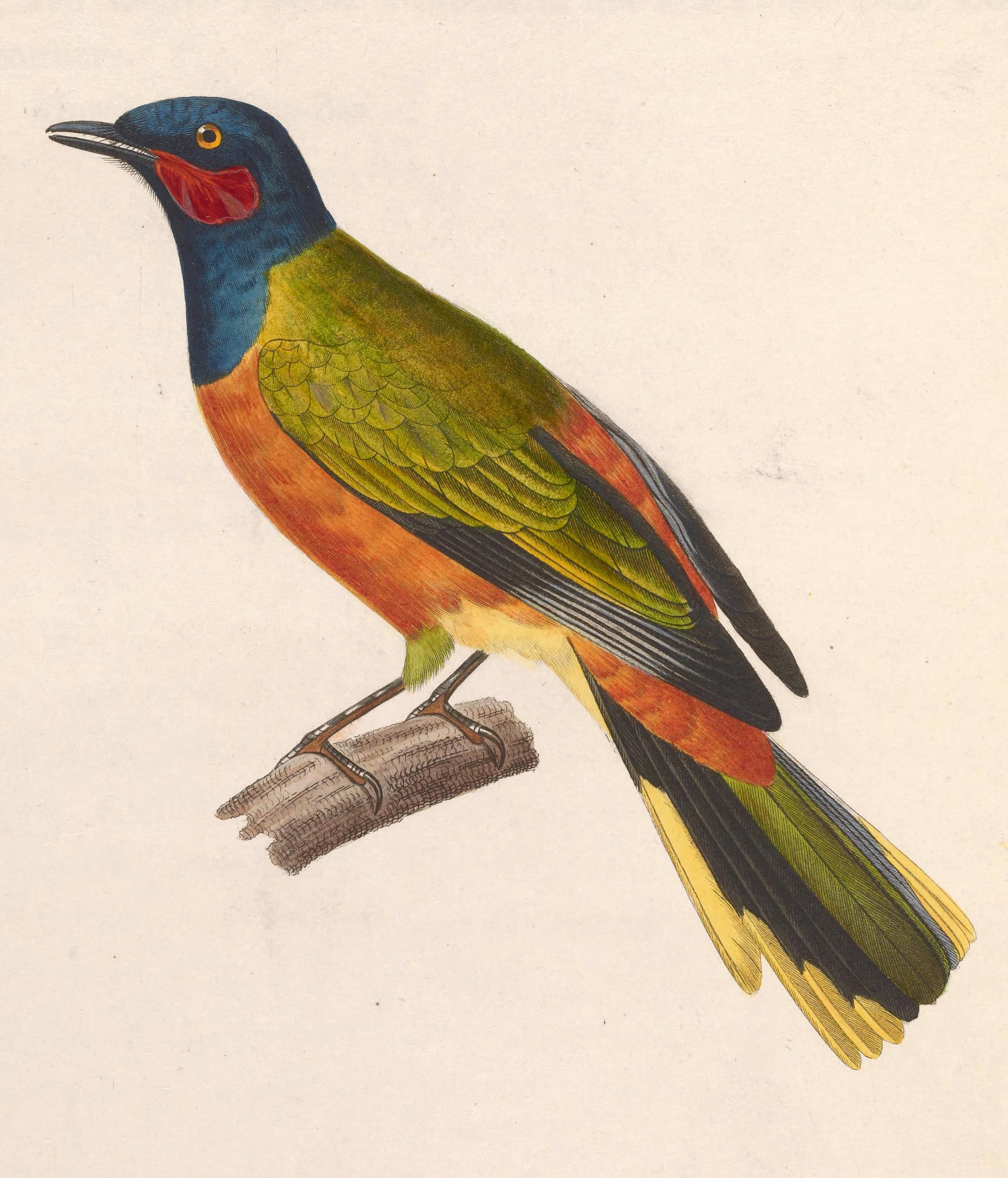 Historical plate of a male Ghana cuckooshrike (Lobotos lobatus), also called Western Wattled Cuckooshrike, by Nicolas Huet and Jean Gabriel Prêtre, 1838. Public-domain species illustration for identification; not a photograph of the June 2026 Taï bird and not Bartlett/Ditzel field imagery. Source page: https://commons.wikimedia.org/wiki/File:Lobotos_lobatus_male_1838.jpg