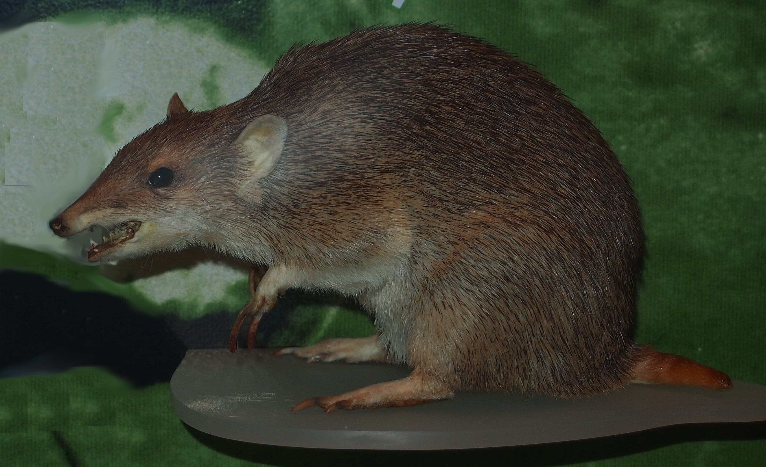 Mounted specimen of a golden bandicoot (Isoodon auratus) at the Central Australian Museum, illustrating species identity for the Newhaven reintroduction; not a live animal photographed at Newhaven Wildlife Sanctuary. Photo: Mark Marathon, via Wikimedia Commons (CC BY-SA 4.0). Source page: https://commons.wikimedia.org/wiki/File:Isoodon_auratus.jpg