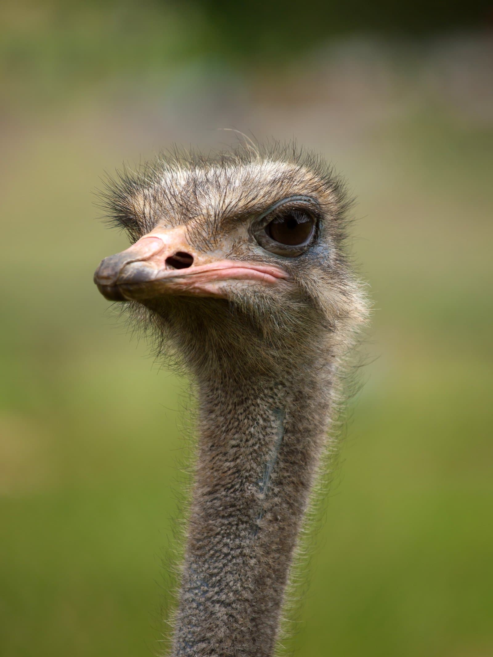 Close portrait of a common ostrich (Struthio camelus) at Whipsnade Zoo, United Kingdom. Illustrative species photograph, not of the birds released at Gadabedji. Photo: William Warby, via Wikimedia Commons (CC BY 2.0). Source page: https://commons.wikimedia.org/wiki/File:Struthio_camelus_portrait_Whipsnade_Zoo.jpg