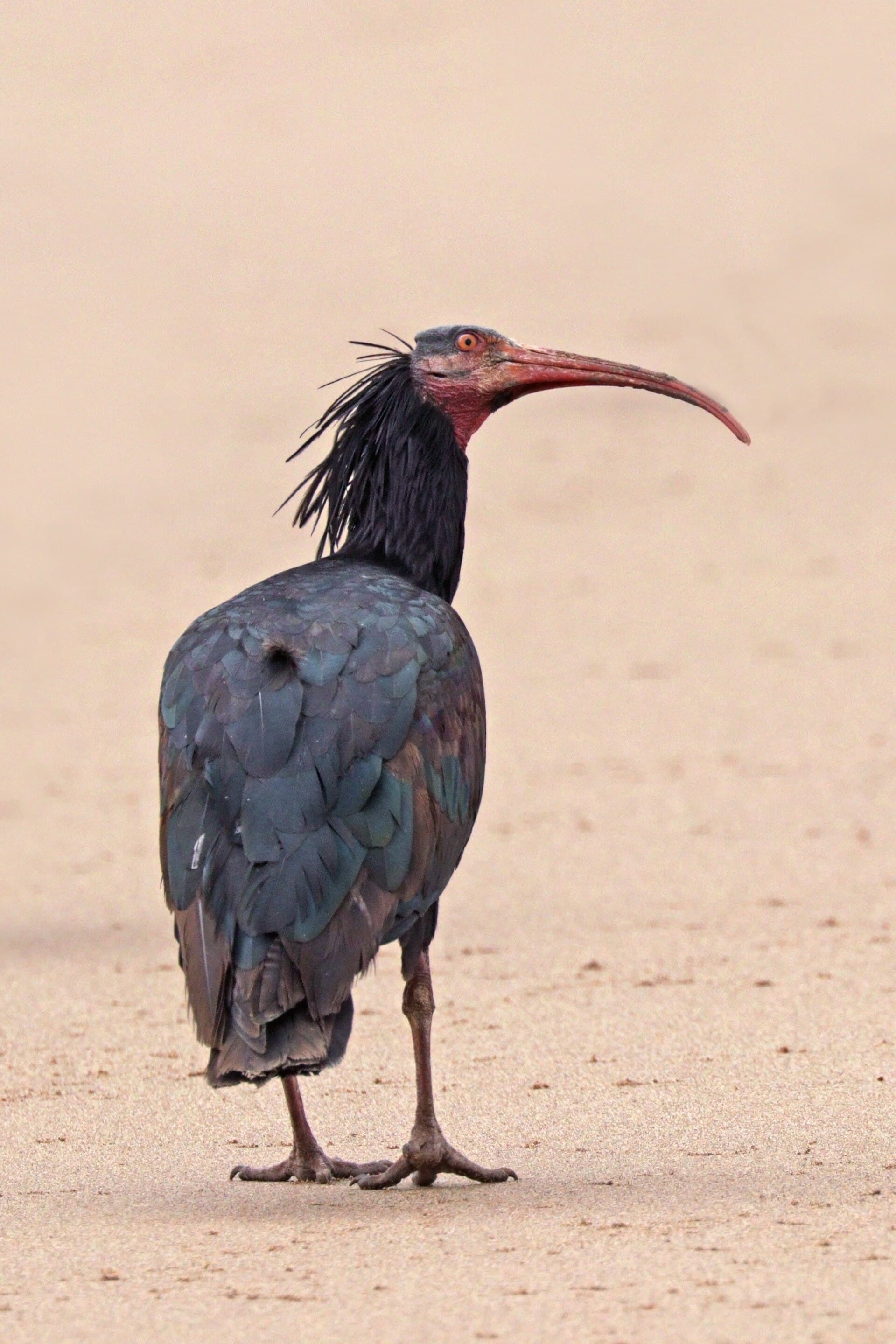A northern bald ibis (Geronticus eremita) standing on sand in Souss-Massa National Park, Morocco, used for species identification; not one of the birds in the Catalonia project. Photo: Charles J. Sharp, via Wikimedia Commons (CC BY-SA 4.0). Source page: https://commons.wikimedia.org/wiki/File:Northern_bald_ibis_(Geronticus_eremita).jpg
