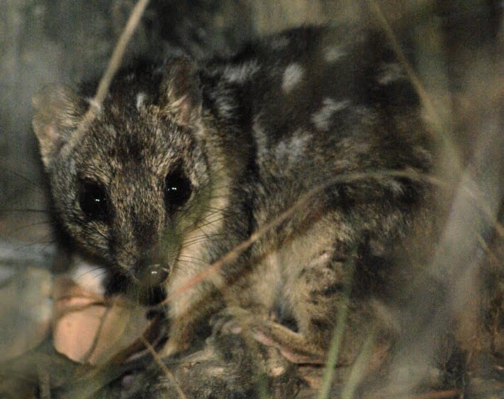 A Northern Quoll (Dasyurus hallucatus) peering through grass at night between Mareeba and Cairns, Queensland, used for species identification; not one of the animals released at Mt Zero-Taravale. Photo: Wildlife Explorer, via Wikimedia Commons (CC BY 3.0). Source page: https://commons.wikimedia.org/wiki/File:Dasyurus_hallucatus_-Queensland-8.jpg