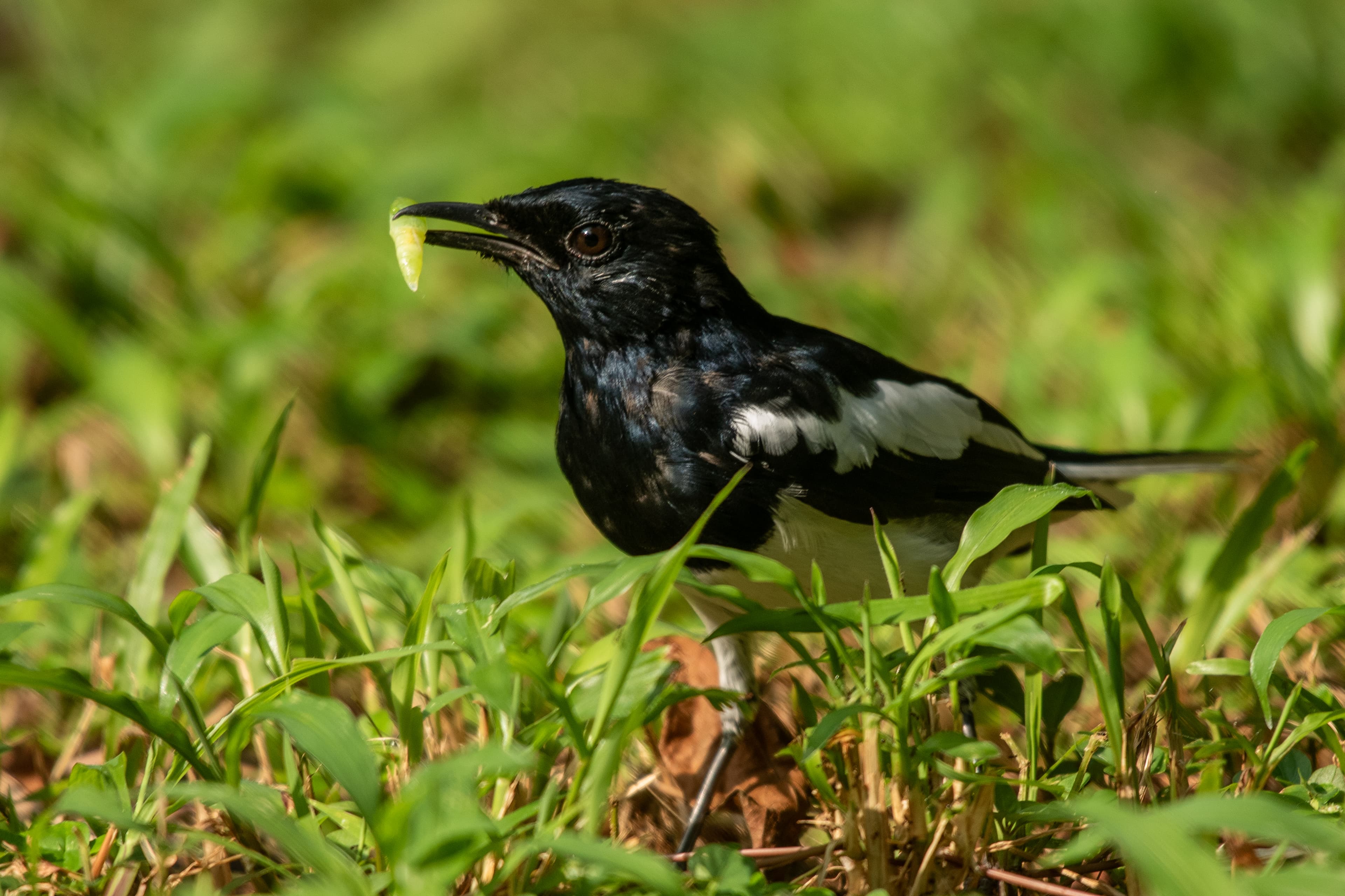 Chatham Islands black robin (Petroica traversi). Photo: Nutan Parag, via Wikimedia Commons (CC BY-SA 4.0). Species photograph, not from the 2026 vote announcement. Source page: https://commons.wikimedia.org/wiki/File:NPP3057.jpg