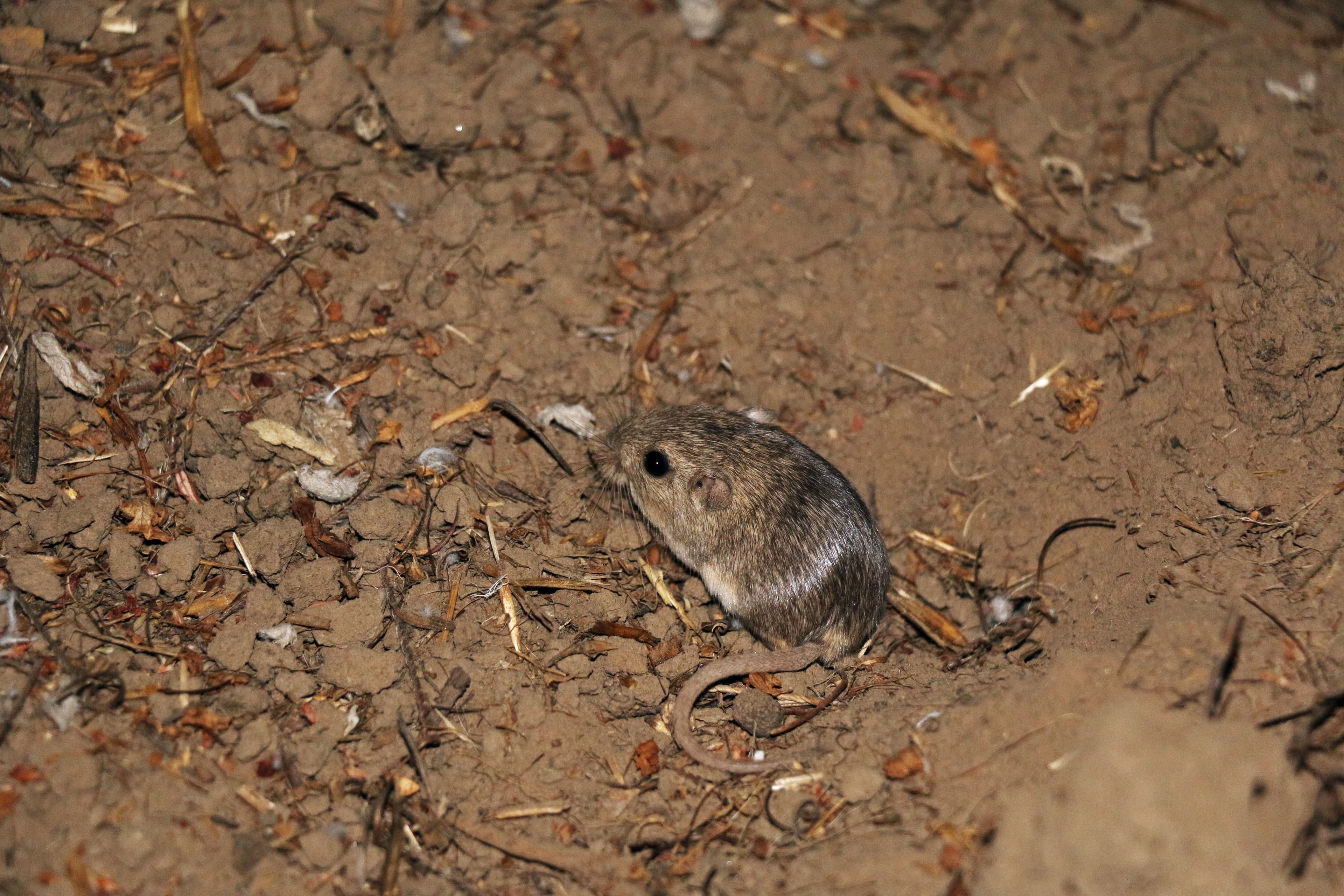 A Pacific pocket mouse, gray-brown with large dark eyes and small ears, sits on sandy ground among dry sticks, photographed 5 July 2017 during a U.S. Fish and Wildlife Service release. Photo: Pacific Southwest Region USFWS, via Wikimedia Commons (public domain). Source page: https://commons.wikimedia.org/wiki/File:Endangered_Pacific_Pocket_Mouse_in_new_home_(34924973694).jpg