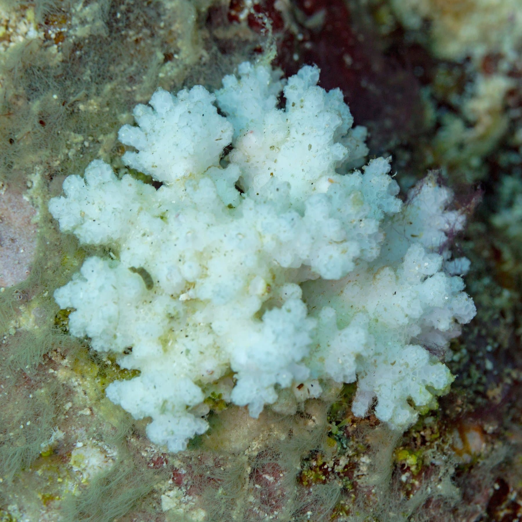 Cauliflower coral (Pocillopora damicornis) on a reef at Anilao, Philippines, 25 August 2023. Photo: Diego Delso, via Wikimedia Commons (CC BY-SA 4.0). Source page: https://commons.wikimedia.org/wiki/File:Coral_coliflor_(Pocillopora_damicornis),_Anilao,_Filipinas,_2023-08-25,_DD_123.jpg