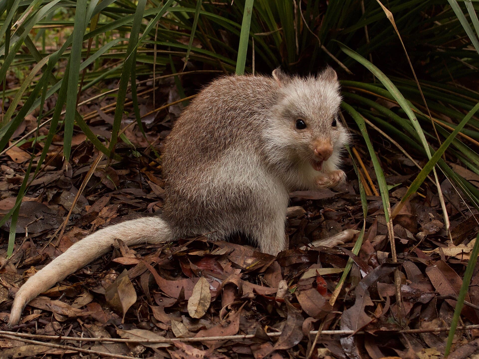 A rufous bettong (Aepyprymnus rufescens) sitting among grasses and leaf litter in Australia, used for species identification; not one of the animals released at Ngambaa Nature Reserve. Photo: Mark Gillow, via Wikimedia Commons (CC BY 2.0). Source page: https://commons.wikimedia.org/wiki/File:Bettong.jpg