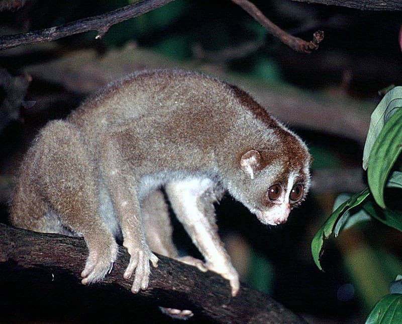 A Sunda slow loris (Nycticebus coucang), a related species, on a branch at night in central Sumatra, Indonesia (illustrative; not a Bangka slow loris). Photo: Dick Culbert, Dec. 30, 2013, CC BY 2.0, via Wikimedia Commons. Source page: https://commons.wikimedia.org/wiki/File:Nycticebus_coucang,_the_Sunda_Slow_Loris_(11662803076).jpg