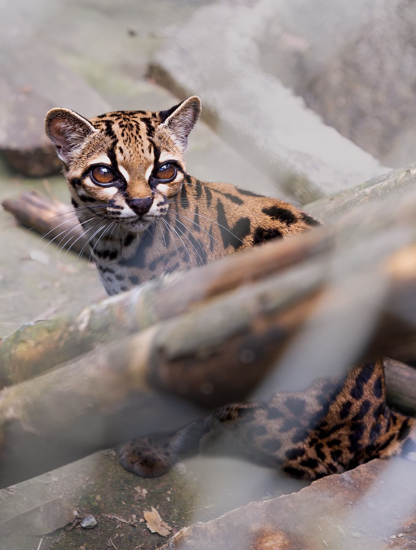 Face of a captive Leopardus tilcayo, the newly named tilcayo tiger cat, at La Senda Verde wildlife sanctuary in Bolivia's Yungas. Photo: Alessandro Verniani, via Wikimedia Commons (CC BY-SA 4.0). Source page: https://commons.wikimedia.org/wiki/File:Tilcayo_tiger_cat.jpg
