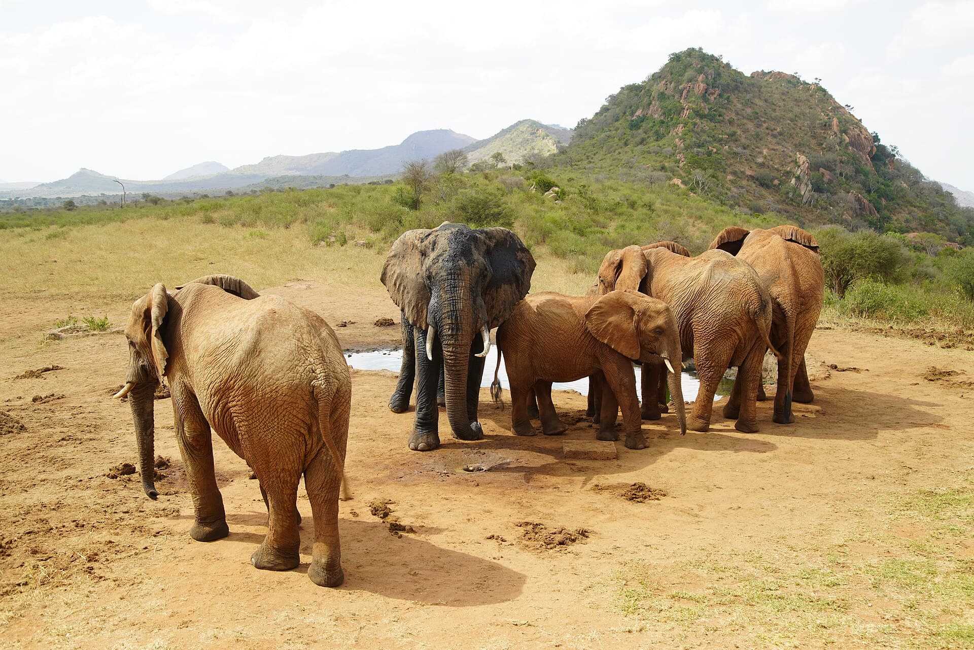 A family of red-dust-covered African elephants gathers at a small waterhole beneath green hills in Tsavo West National Park, Kenya, March 18, 2022. Photo: Yakov Fedorov, CC BY-SA 4.0, via Wikimedia Commons. Source page: https://commons.wikimedia.org/wiki/File:Tsavo_West_NP._Elephants.jpg