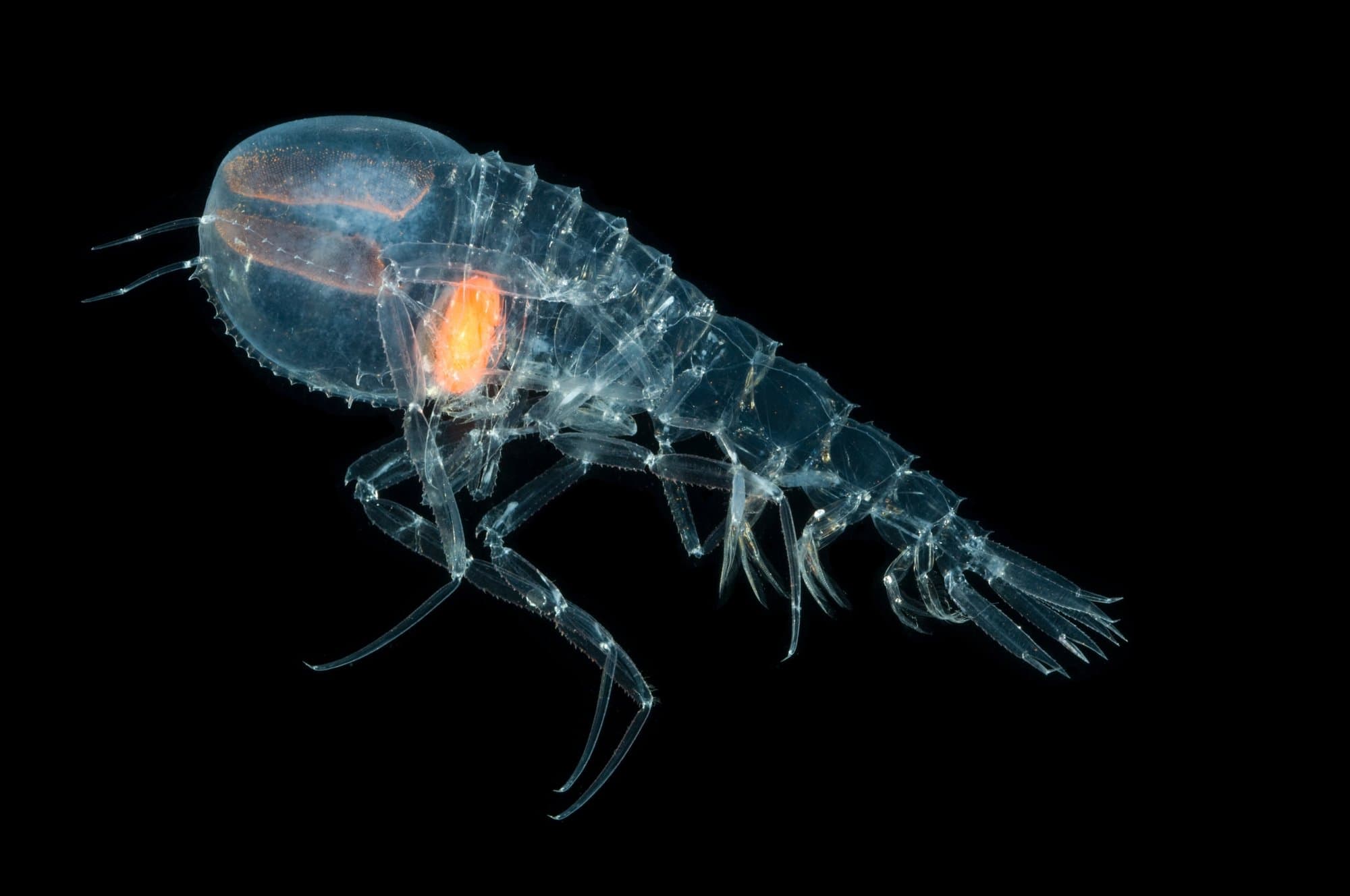 A nearly transparent hyperiid amphipod of the genus Cystisoma, a small crustacean found in the epipelagic and mesopelagic layers of the ocean, collected during the 2010 ECO-MAR expedition in the Charlie-Gibbs Fracture Zone region of the North Atlantic. Illustrative image, not from the Vanuatu announcement. Image courtesy of David Shale, via NOAA Ocean Exploration (Voyage to the Ridge 2022), public domain, via Wikimedia Commons. Source page: https://commons.wikimedia.org/wiki/File:Cystisoma.jpg