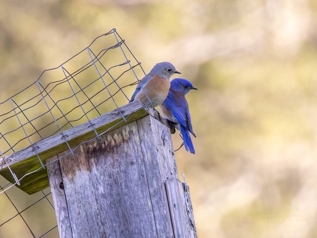 Two western bluebirds on a nest box. Caption context from The Tyee: bluebirds traditionally nested in Garry oak trees; development has almost eradicated that ecosystem. Photo by Pauliina Saarinen Photography. Source page: https://www.thetyee.ca/News/2026/09/16/Bluebirds-Extinct-Vancouver-Island-Now-Back/