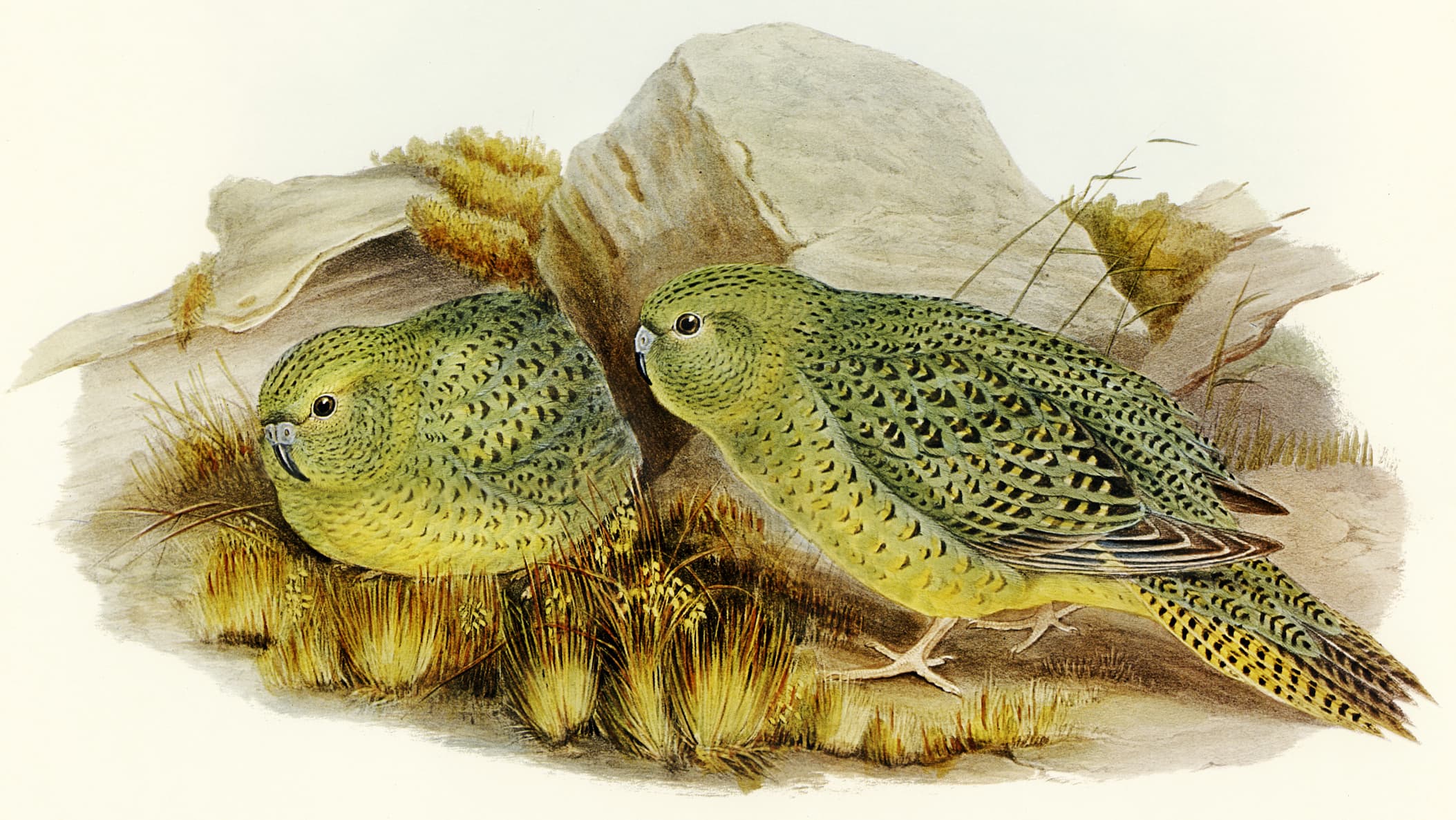 Historical illustration of the night parrot (Pezoporus occidentalis), once called the nocturnal ground-parakeet, by Elizabeth Gould for John Gould's Birds of Australia. Public-domain species illustration; not the July 2026 Ngururrpa chick and not a photograph of the filmed bird. Source page: https://commons.wikimedia.org/wiki/File:Pezoporus_occidentalis_Bird_illustration_by_Elizabeth_Gould_for_Birds_of_Australia,_digitally_enhanced_from_rawpixel%27s_own_facsimile_book666.jpg