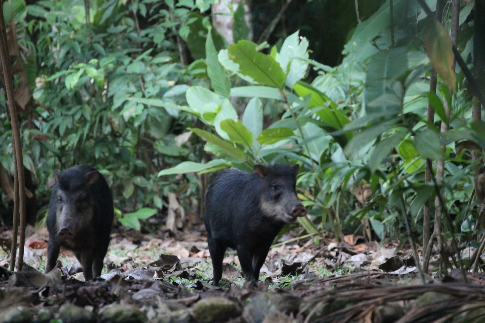 Two white-lipped peccaries (Tayassu pecari) on the rainforest floor in Costa Rica, 14 February 2020; not the animals released at Piedras Blancas. Photo: Rob Foster, via iNaturalist and Wikimedia Commons (CC BY 4.0). Source page: https://commons.wikimedia.org/wiki/File:Tayassu_pecari_63585468.jpg