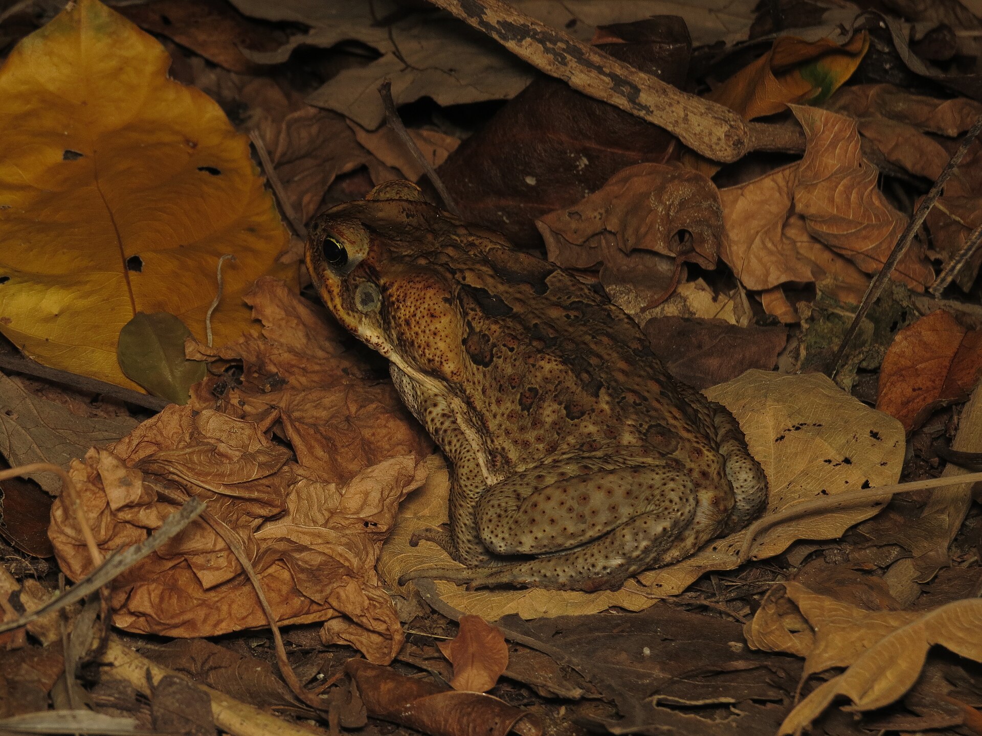Cane toad among dry leaf litter.