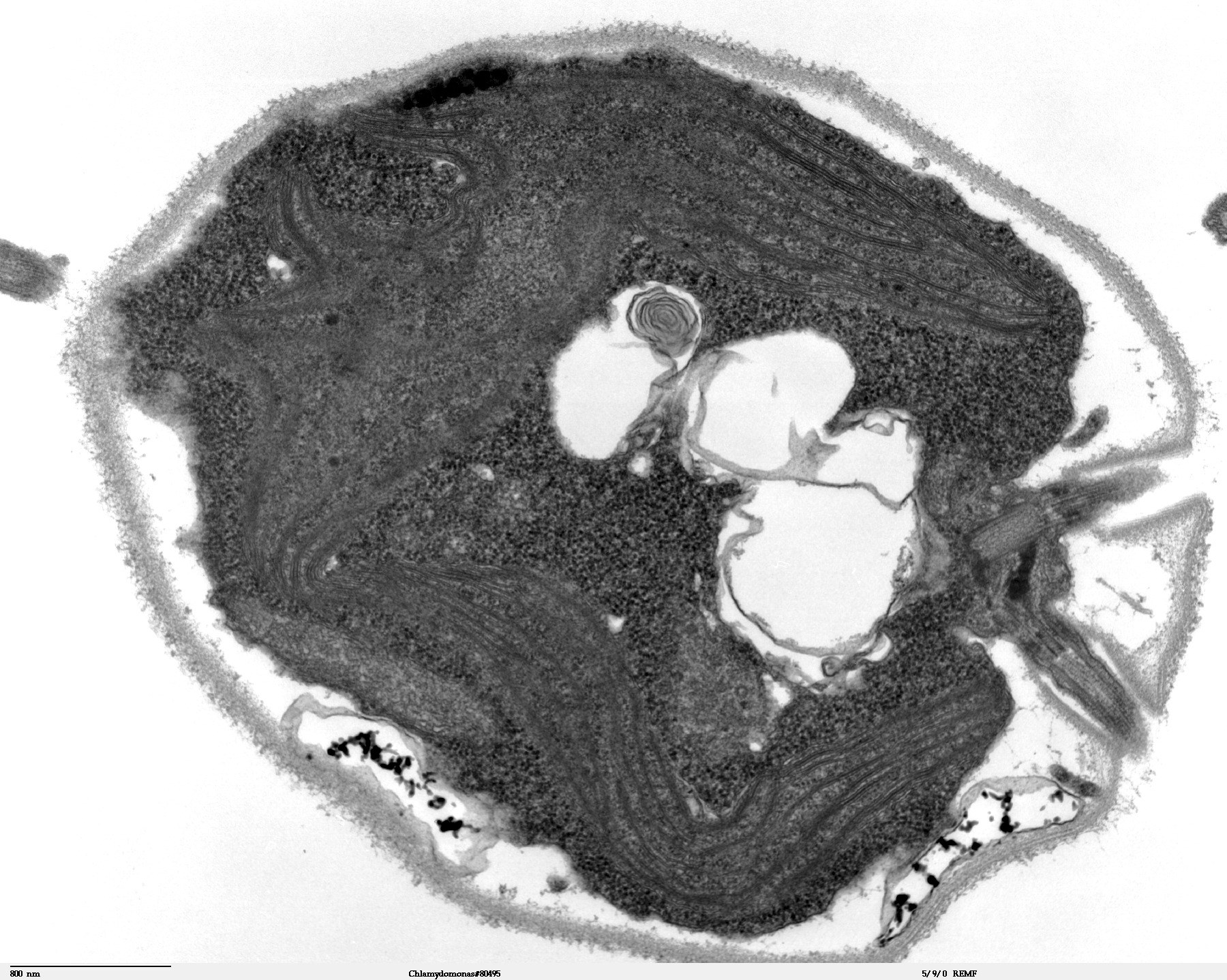 A grayscale transmission electron micrograph showing a thin cross-section through a single oval algal cell, with its internal structures visible.