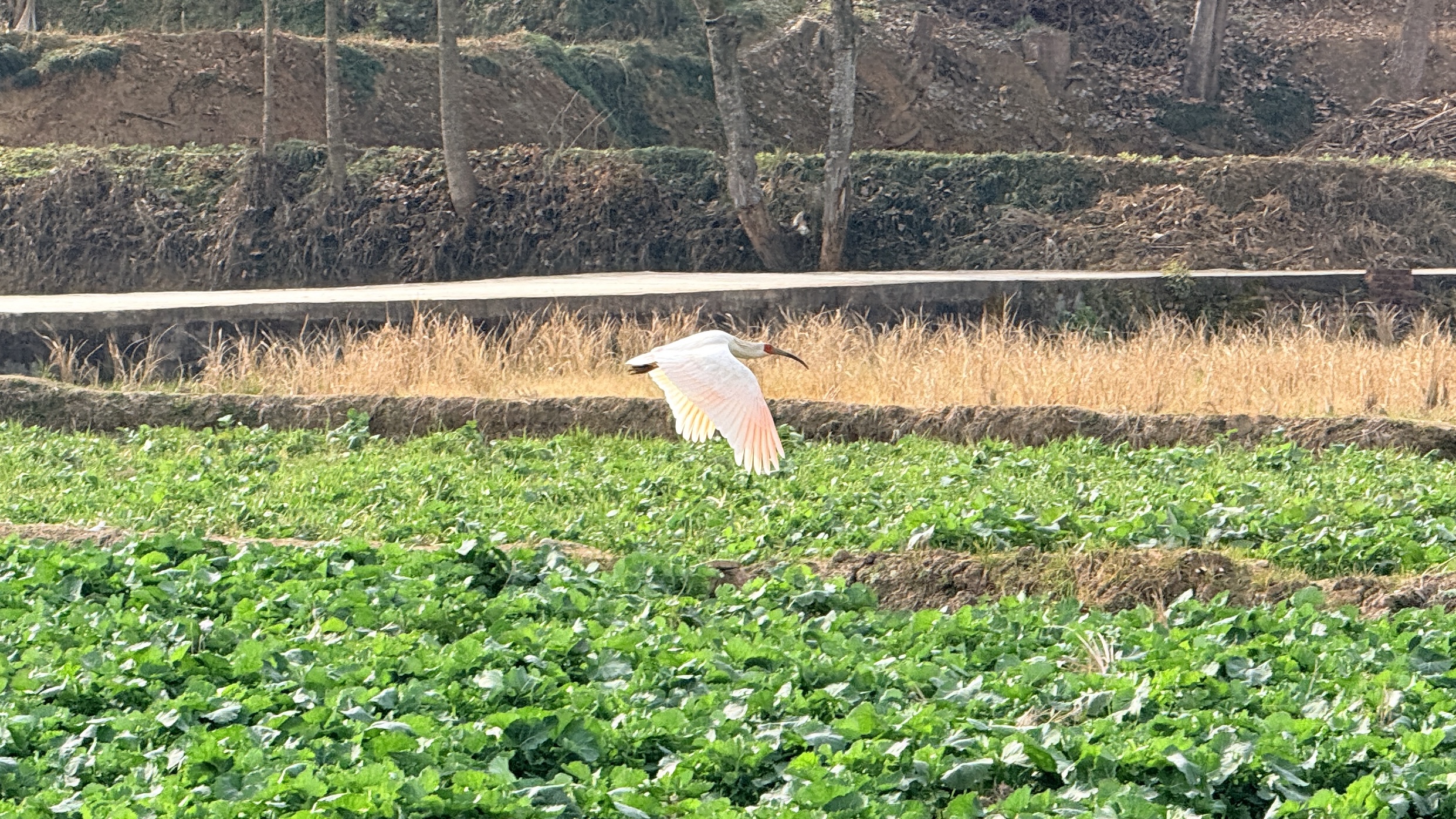 Crested ibis in flight over Nanzheng, Shaanxi.