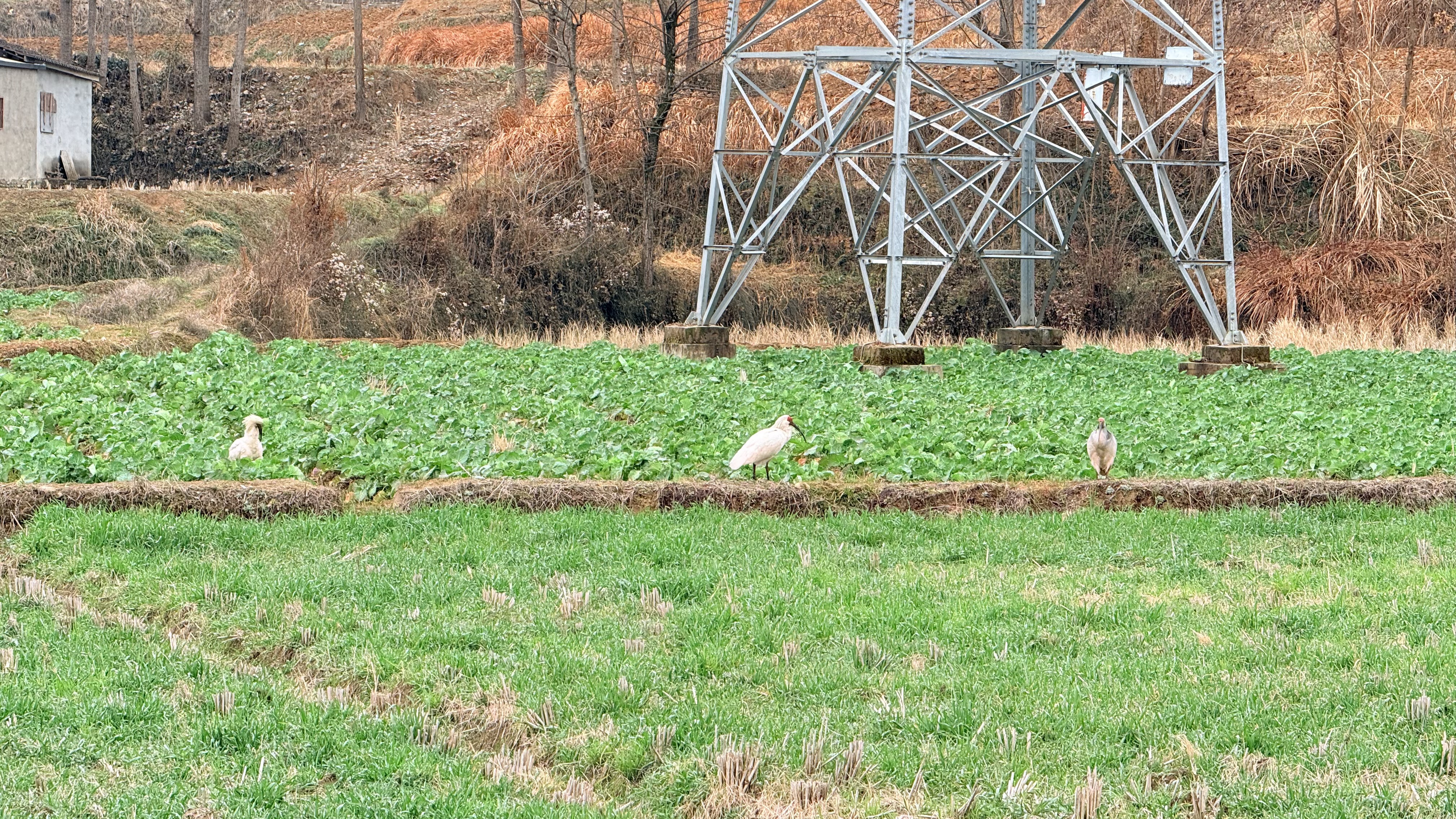 Crested ibis standing in wetland habitat, Nanzheng, Shaanxi.