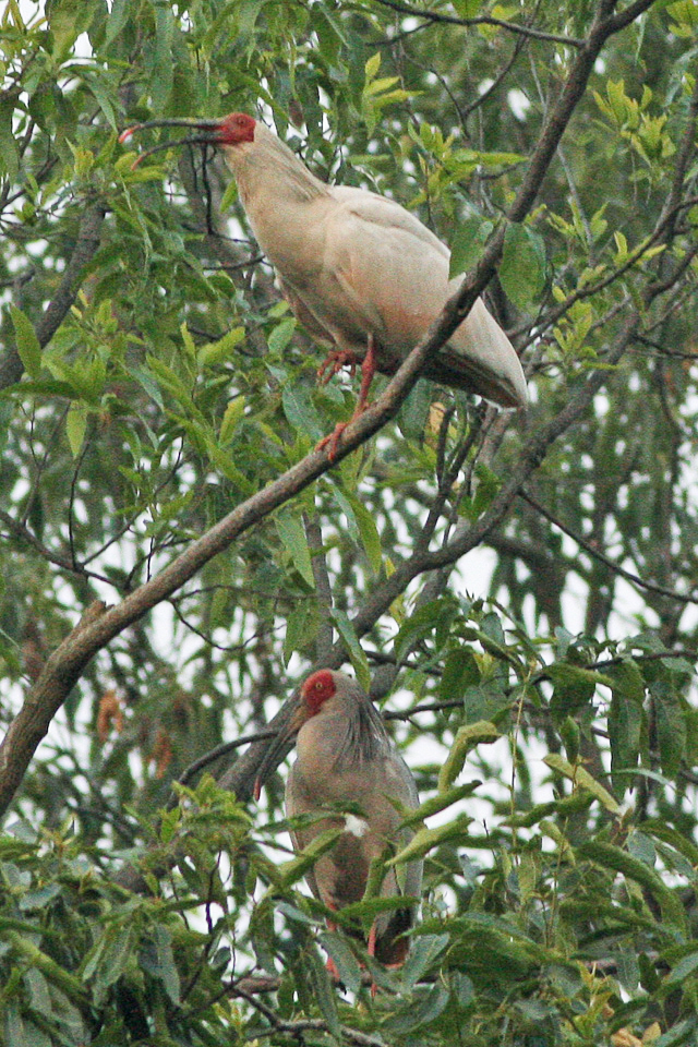Two crested ibises at Yangxian, Shaanxi.
