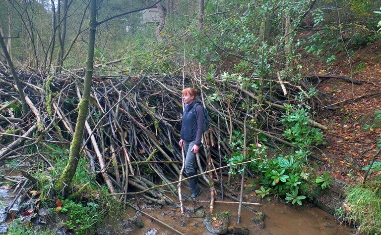 A woman stands beside a tall beaver dam at Cropton Forest.