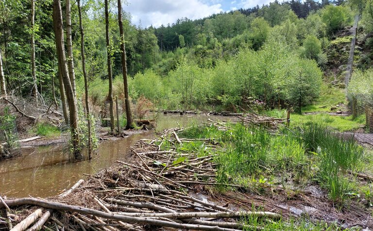 River corridor in Cropton Forest with beaver-built stick structures along the bank.