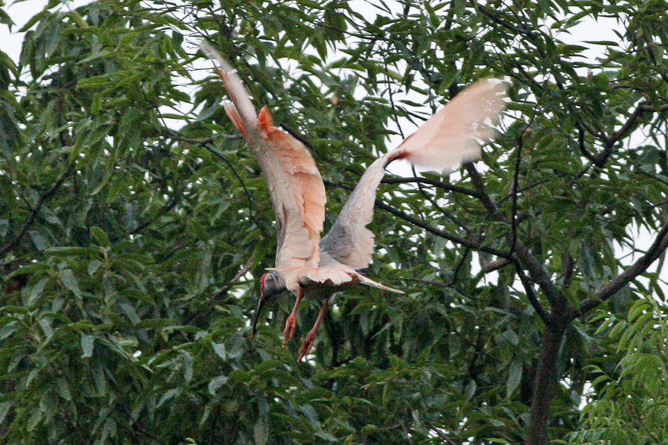 Crested ibis in pink breeding plumage.