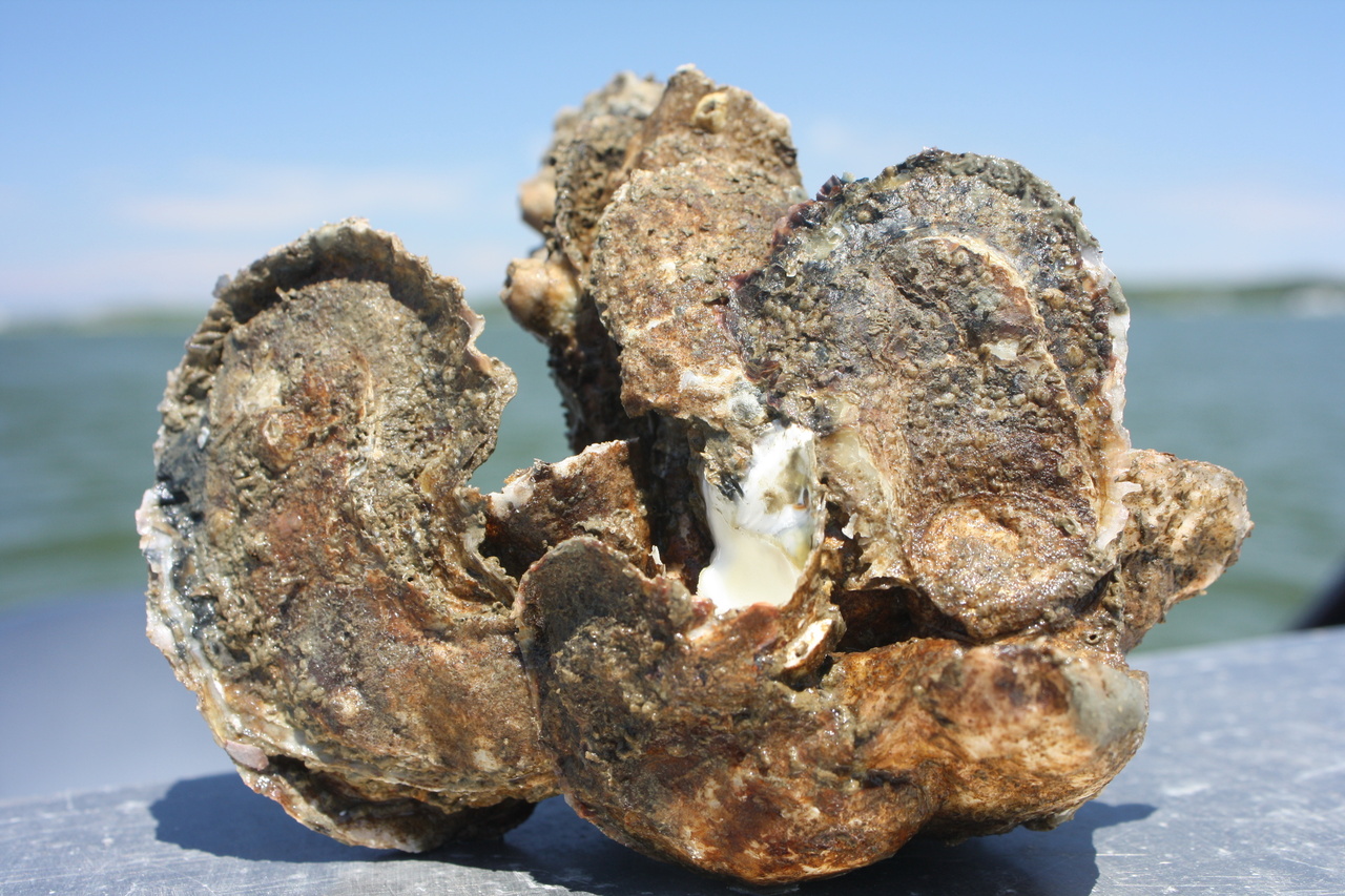 Healthy oysters clustered on a restored Harris Creek reef.