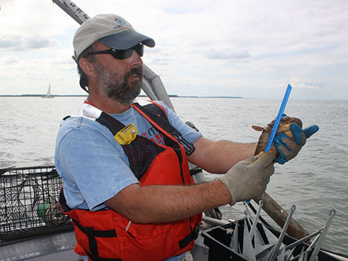 A researcher measures an oyster toadfish before returning it to the Bay.