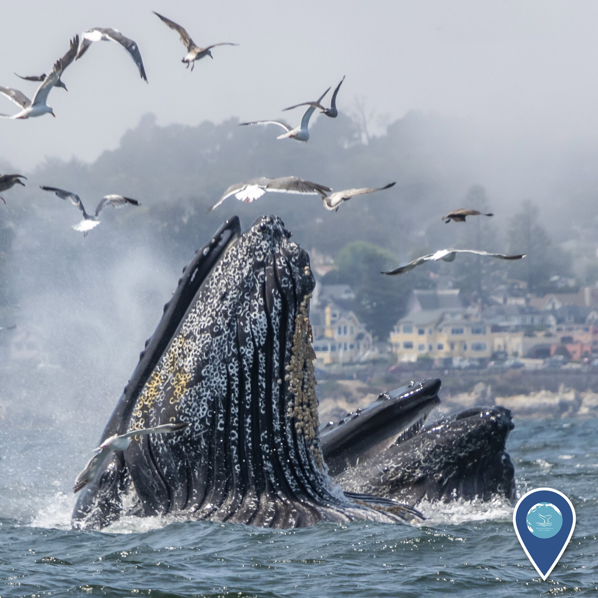 Two humpback whales surge open-mouthed out of the sea while feeding, with seabirds wheeling overhead.
