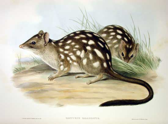 John Gould hand-coloured lithograph of Northern Quolls.