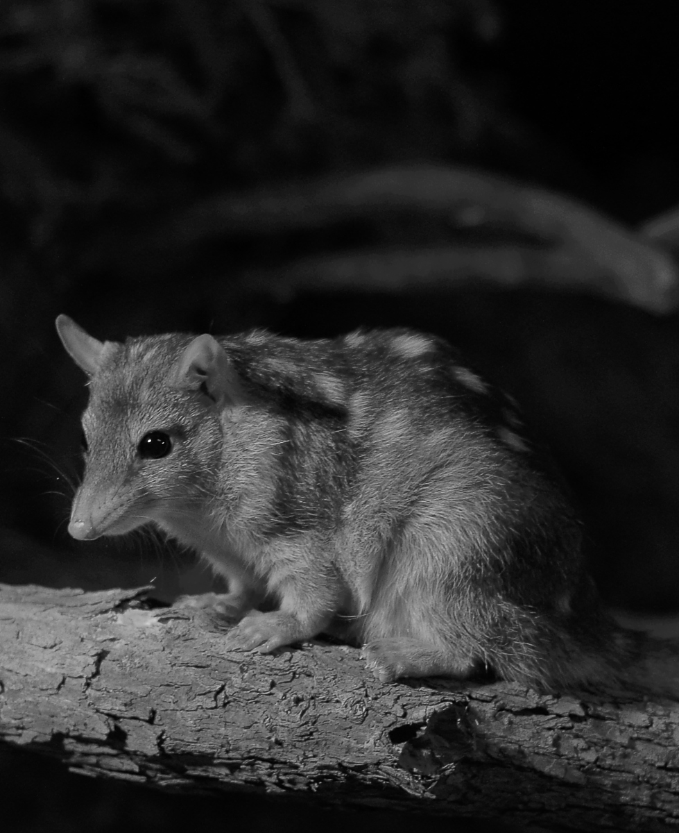 Black-and-white photograph of a Northern Quoll on a log.