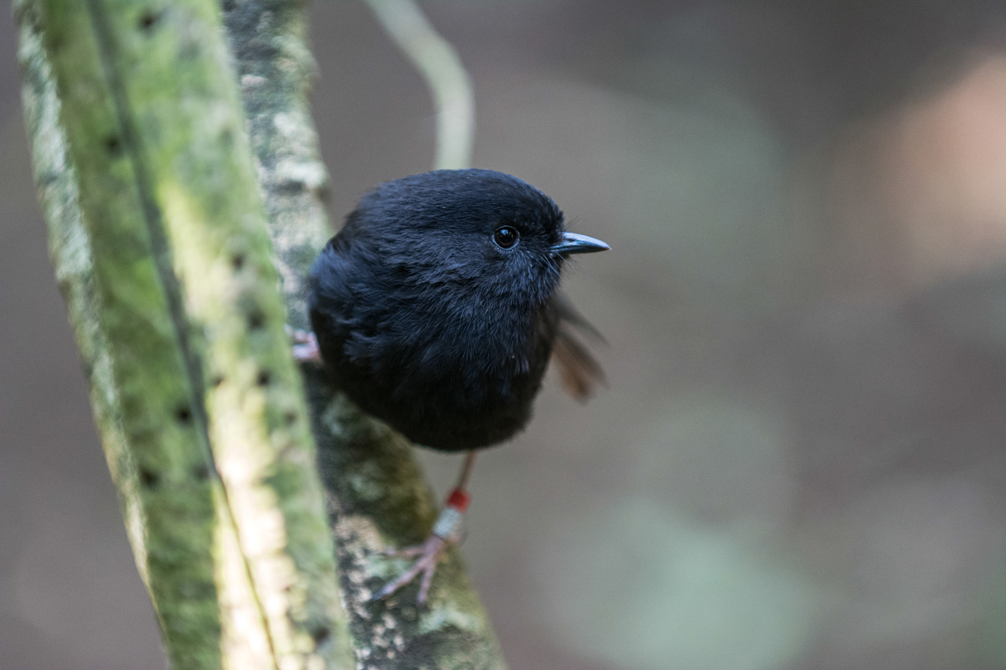 Black robin on Rangatira Island, Chatham Islands.
