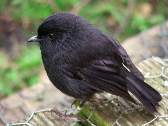 Endangered black robin on Rangatira Island.